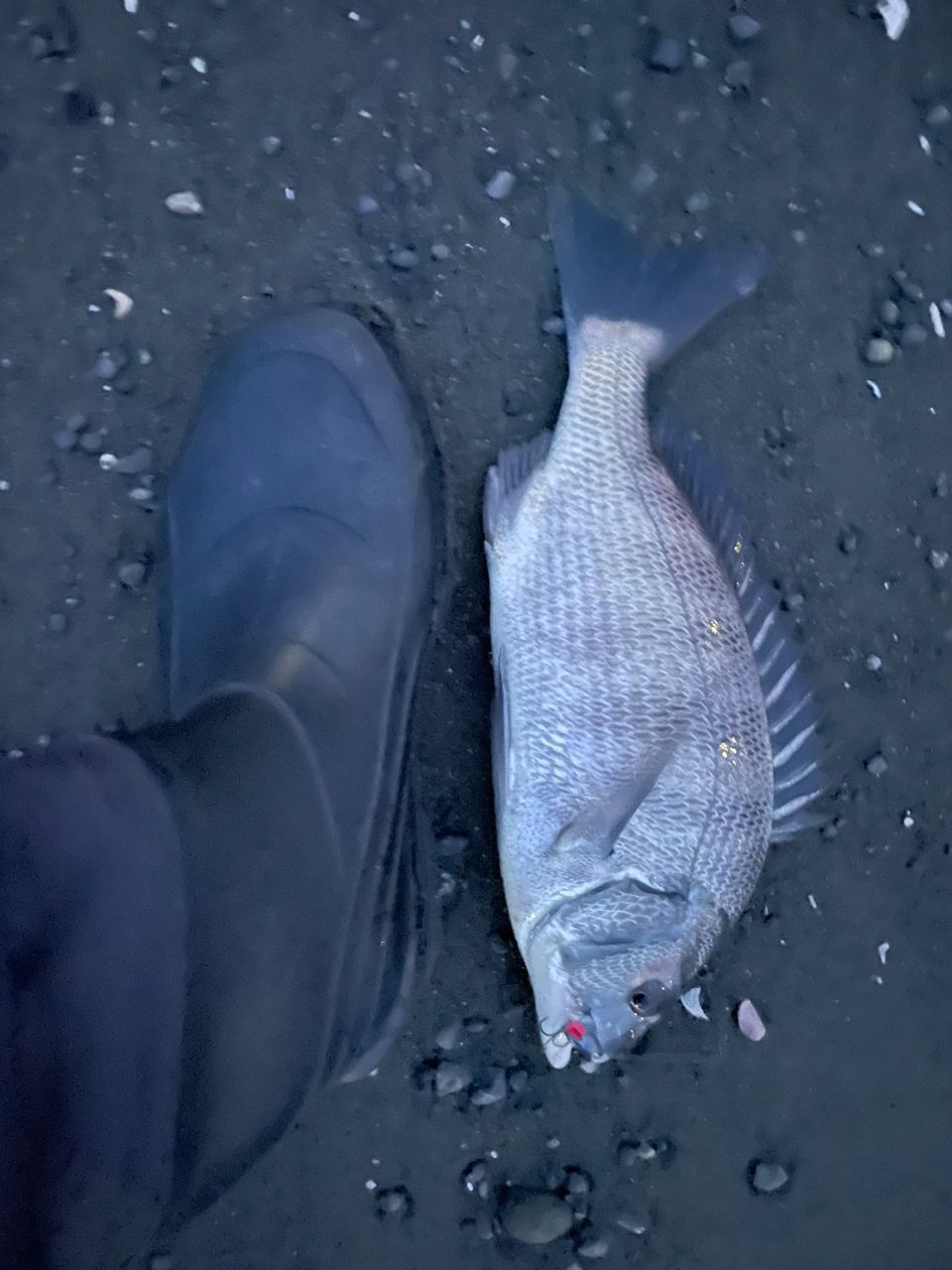 マゴチ