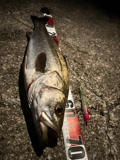 シーバスの釣果