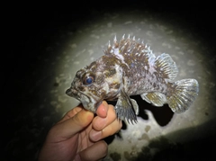 オウゴンムラソイの釣果