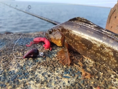 アイナメの釣果