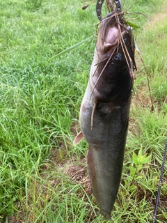 ナマズの釣果