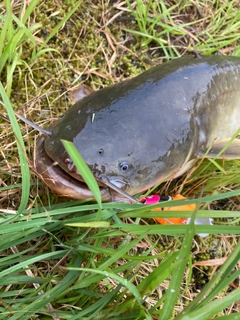 ナマズの釣果