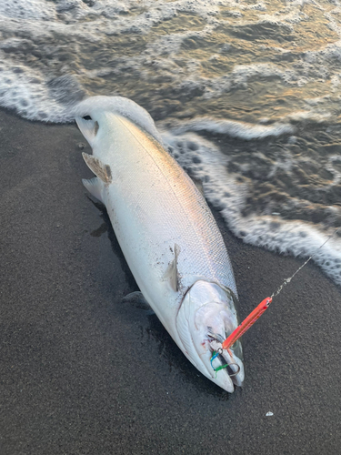 サクラマスの釣果