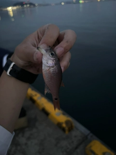 クロホシイシモチの釣果