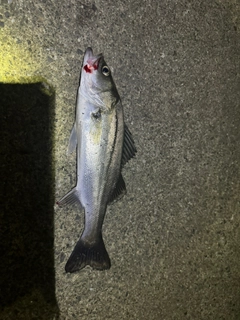 セイゴ（マルスズキ）の釣果