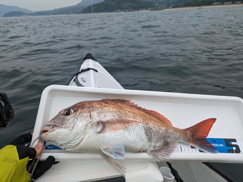 マダイの釣果