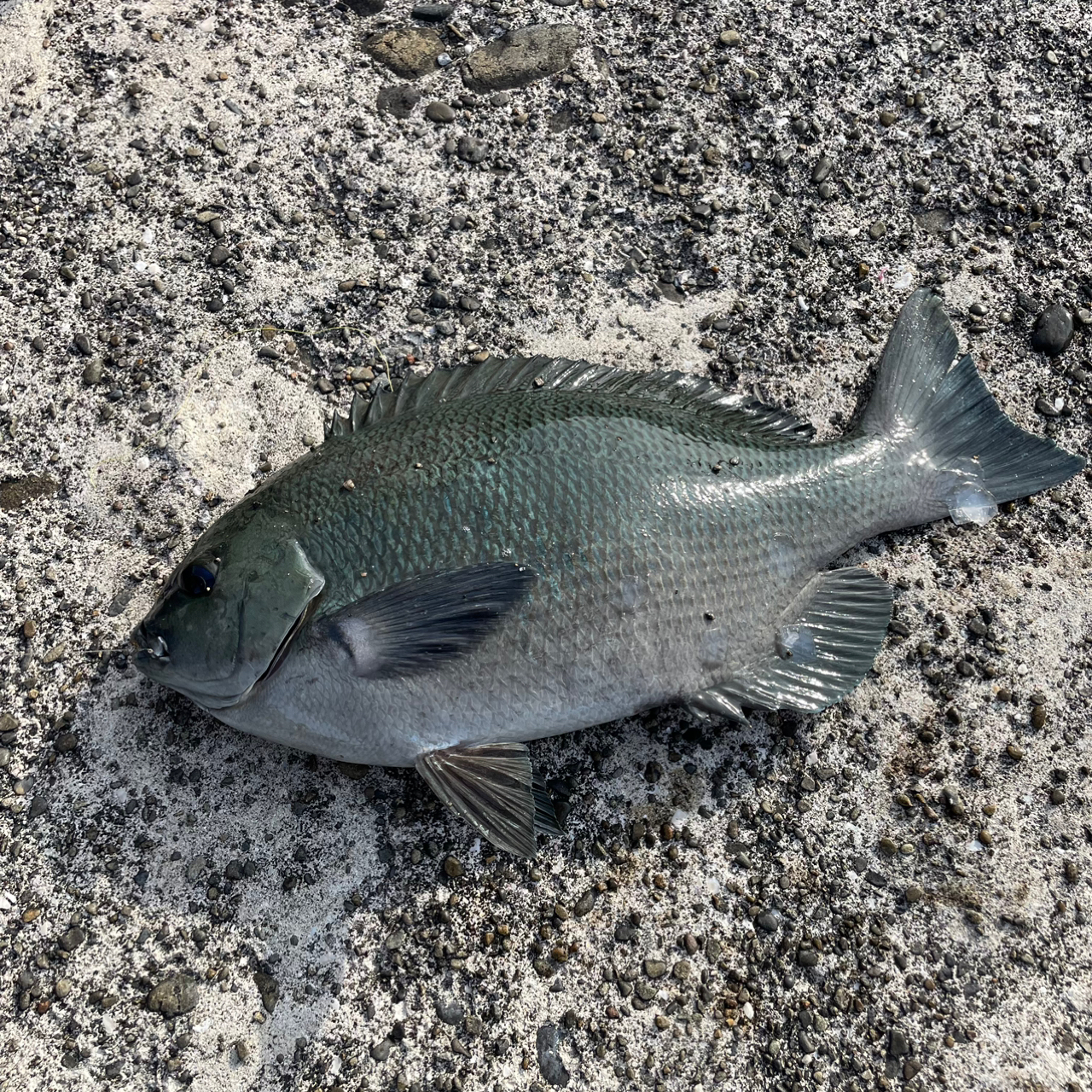 クチブトグレ