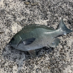 クチブトグレの釣果