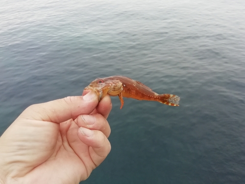 ケンサキイカの釣果