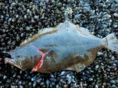 ヒラメの釣果