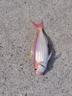 イトヨリダイの釣果