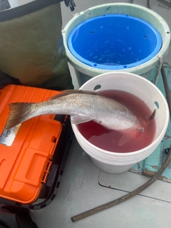 オオニベの釣果