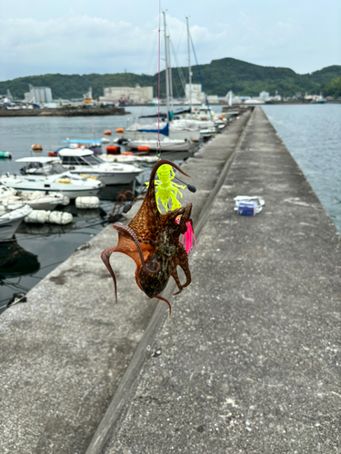 タコの釣果