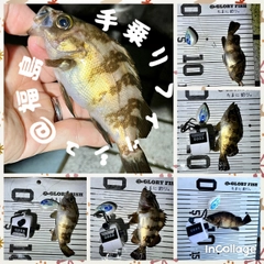 メバルの釣果