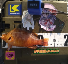 オキゴンベの釣果