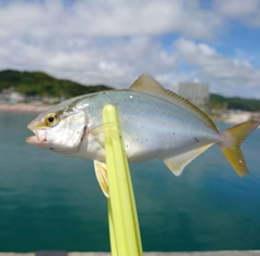 ショゴの釣果