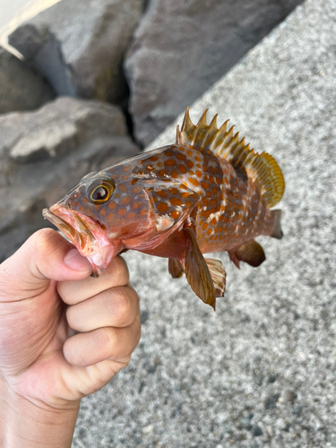 キジハタの釣果