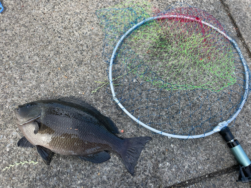 メジナの釣果