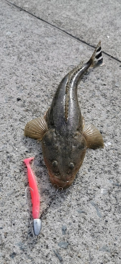 マゴチの釣果