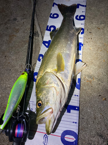 シーバスの釣果