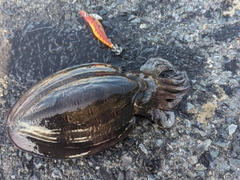 モンゴウイカの釣果