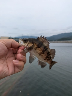 シロメバルの釣果