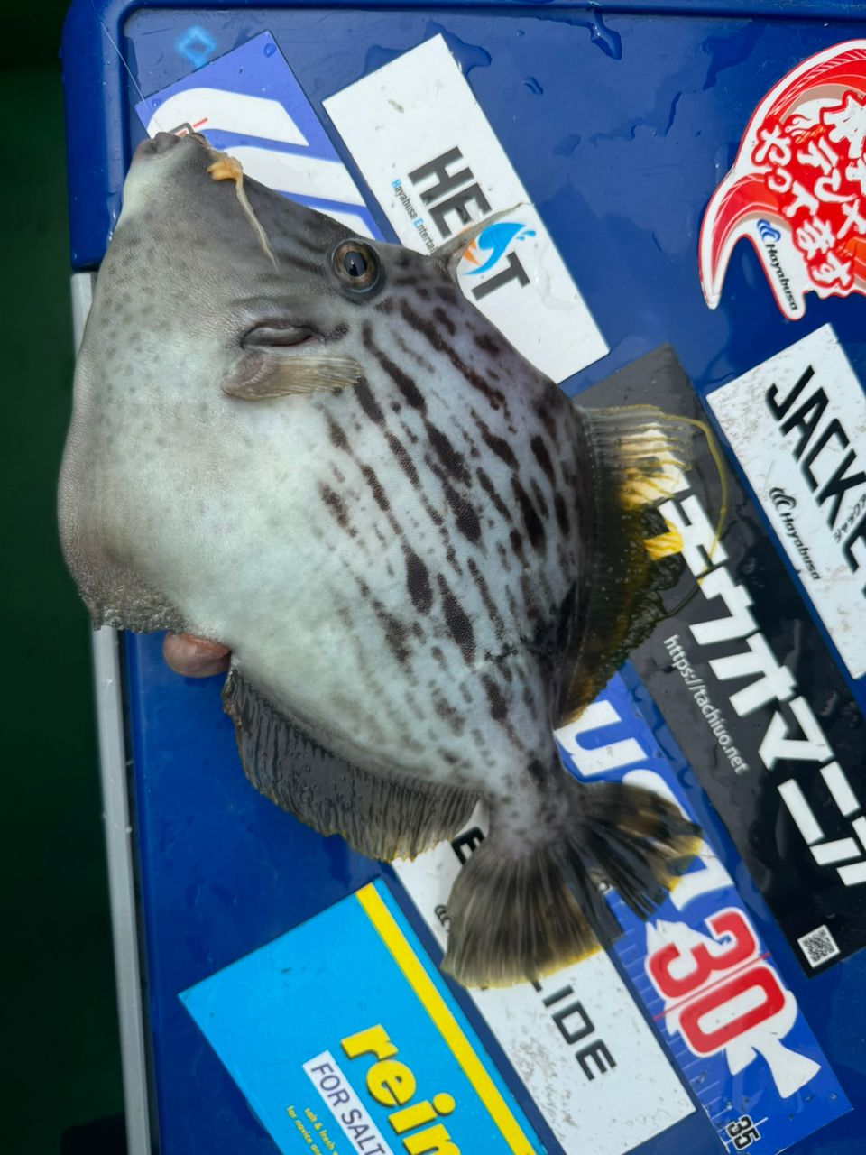 ずっきー🎣雑食性ルアーマンさんの釣果 2枚目の画像