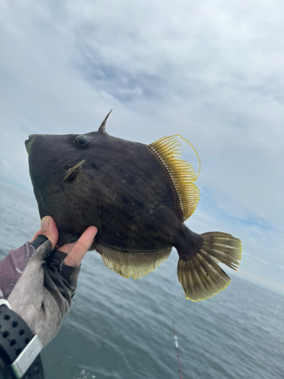 ずっきー🎣雑食性ルアーマンさんの釣果 3枚目の画像