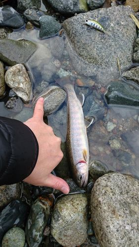 イワナの釣果