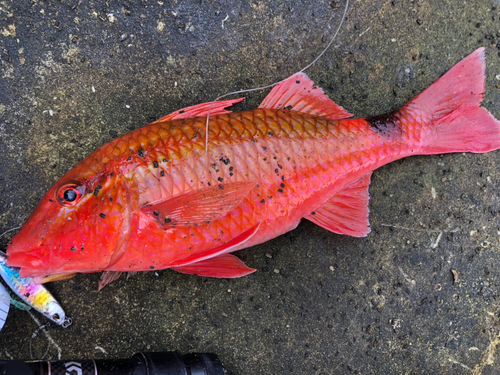 オジサンの釣果