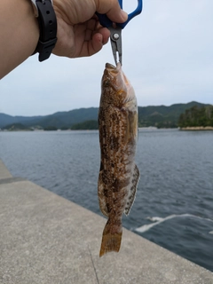 アイナメの釣果