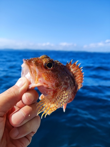 ガシラの釣果