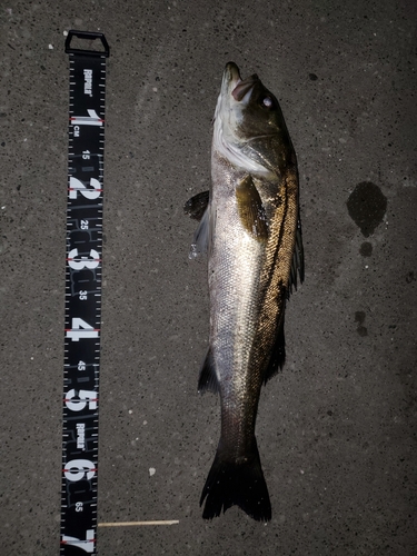 シーバスの釣果