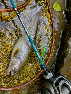 ニッコウイワナの釣果