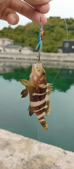 アオハタの釣果