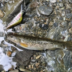 タカハヤの釣果