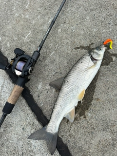 ウグイの釣果