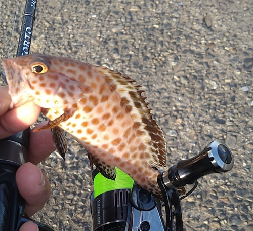 オオモンハタの釣果