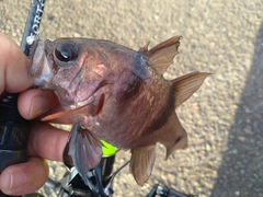 ヨコスジイシモチの釣果