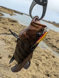 ヤミハタの釣果