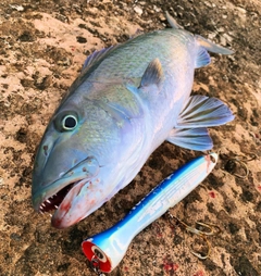 アオチビキの釣果