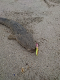 マゴチの釣果