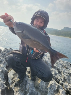 オナガグレの釣果