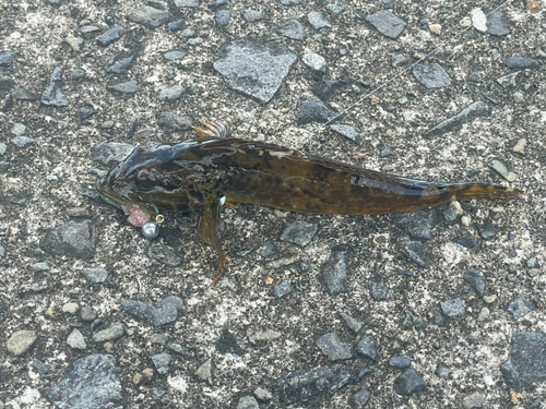 アナハゼの釣果