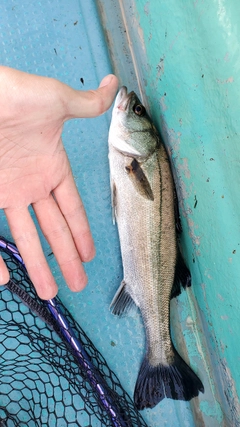 セイゴ（マルスズキ）の釣果