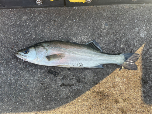 セイゴ（マルスズキ）の釣果