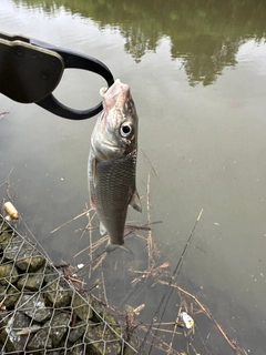 ニゴイの釣果