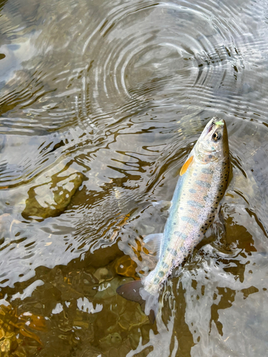 ヤマメの釣果