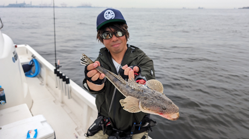 マゴチの釣果