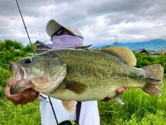 ラージマウスバスの釣果